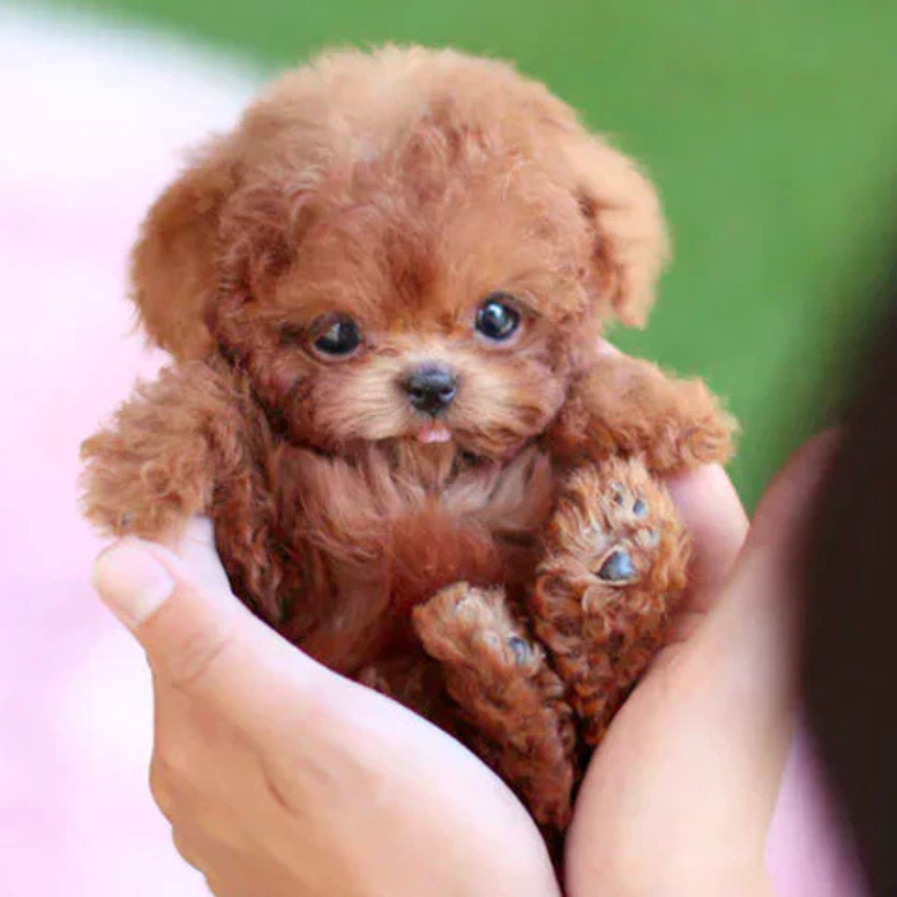 MonFluffy™ Édition 2025 — Le mignon chiot sans tracas.